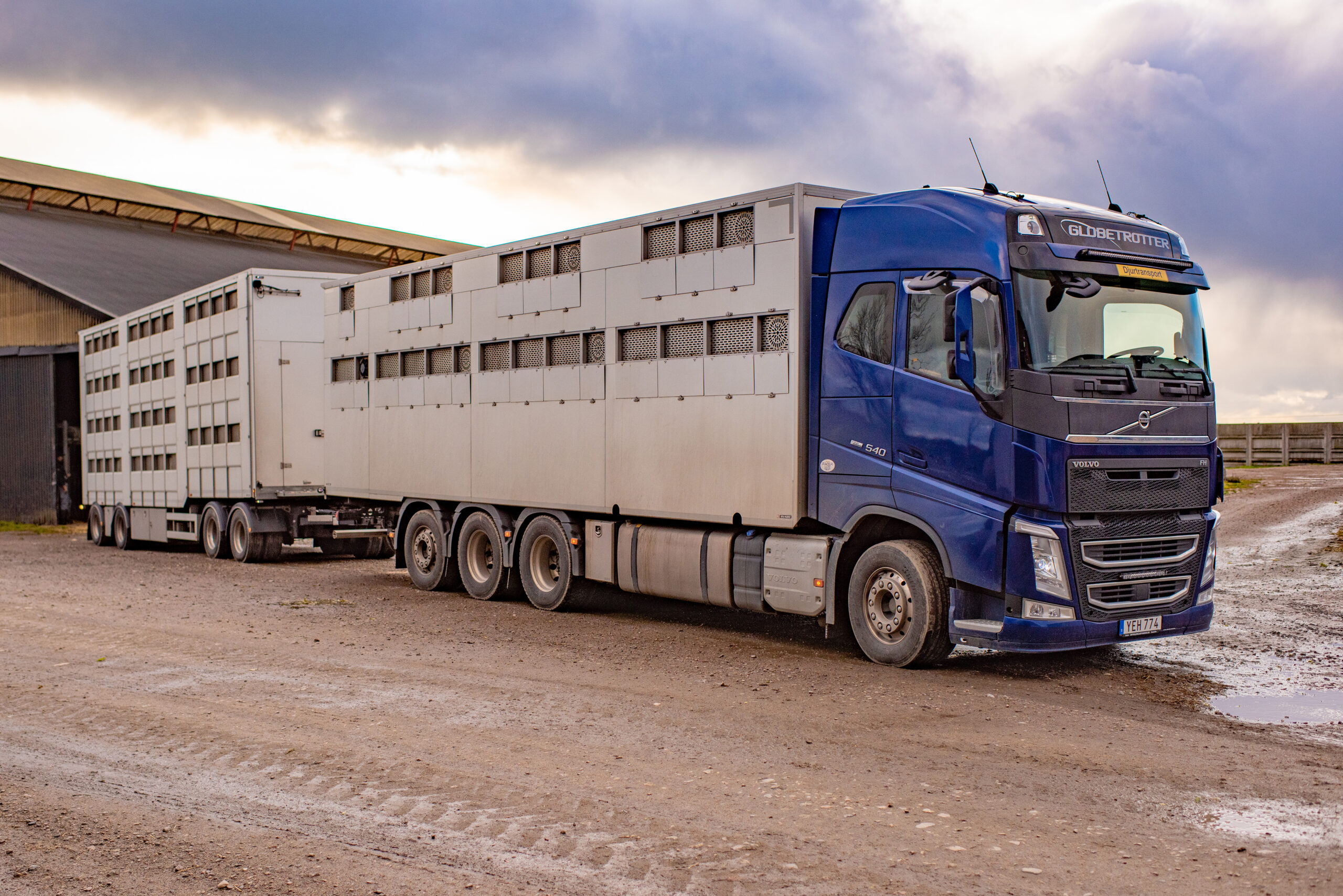 Tung lastbil för djurtransporter