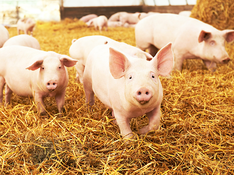 young piglet on hay at pig farm
